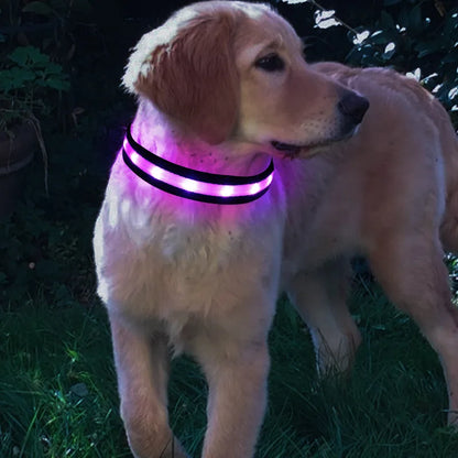 Neonowa obroża LED dla psa bezpiecznej po zmroku!